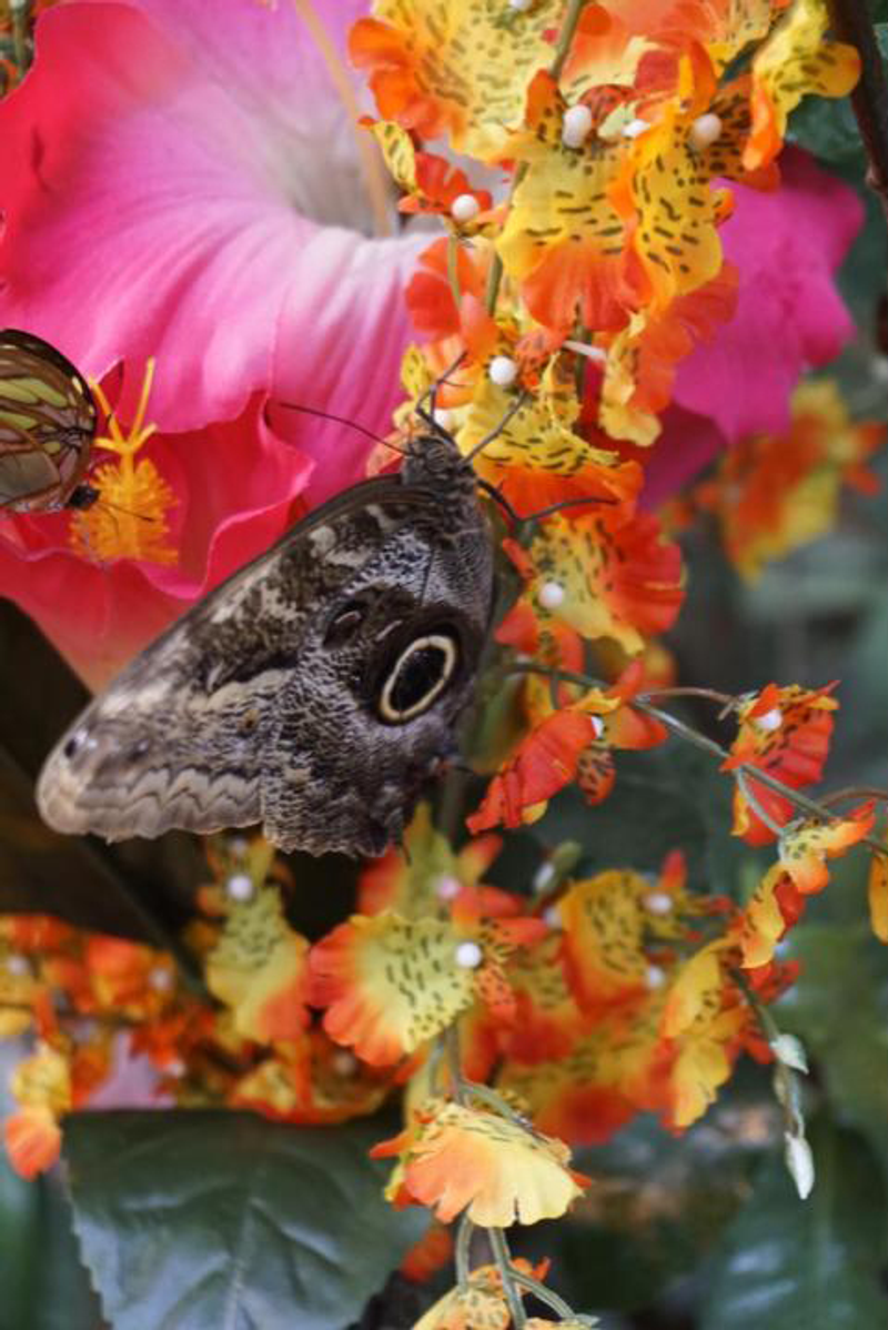 Llegada a Viena (Daniel)