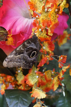 Llegada a Viena (Daniel)