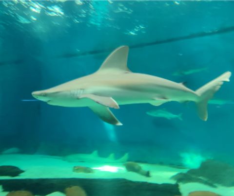 Acquario di Genova